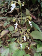 Isodon lophanthoides