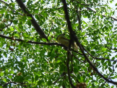 Pachyramphus viridis