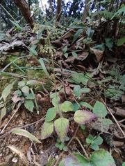 Isodon lophanthoides