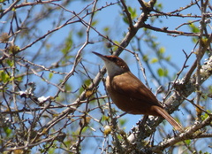 Tarphonomus certhioides