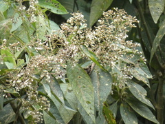 Tracheophyta