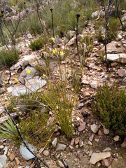 Bobartia macrospatha