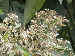Tracheophyta