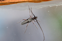 Aristogitus cylindricus