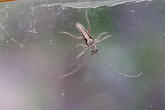 Aristogitus cylindricus