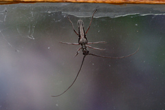 Aristogitus cylindricus