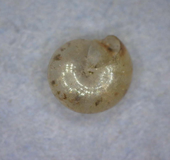 Guppya gundlachii