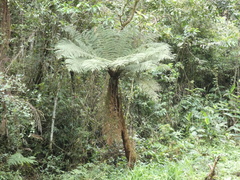 Dicksonia