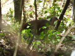 Crypturellus tataupa