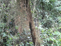Dicksonia