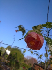 Abutilon hybridum