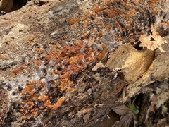 Botryobasidium aureum