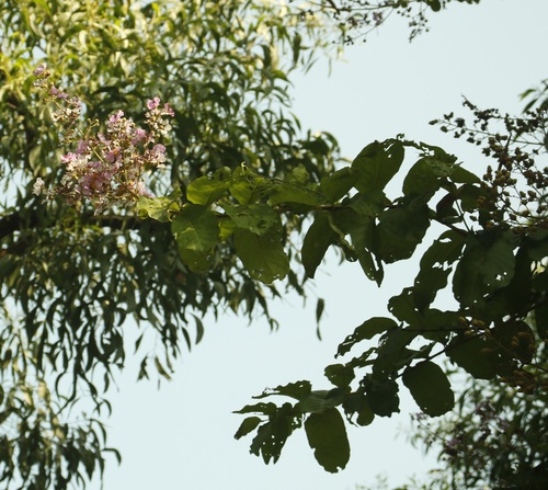 Lagerstroemia duperreana