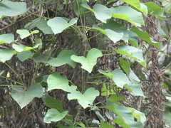 Tracheophyta