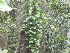 Tracheophyta