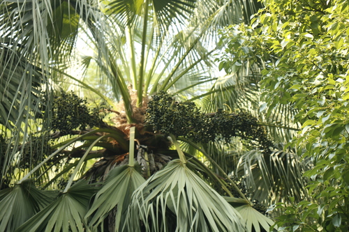 Livistona speciosa, photograph 2