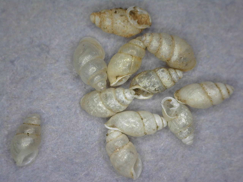Carychium