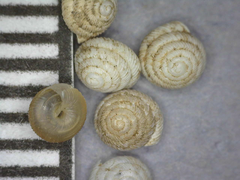 Strobilops