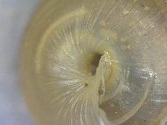 Strobilops
