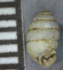 Gastrocopta armifera