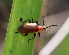 Ecnolagria rufescens