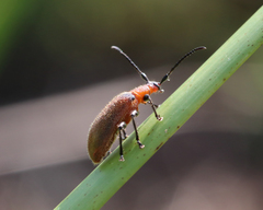 Ecnolagria rufescens