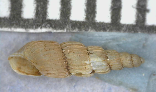 Varicella gracillima observed 2004-02-07