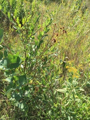 Sanicula marilandica