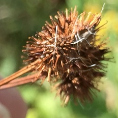 Sanicula marilandica