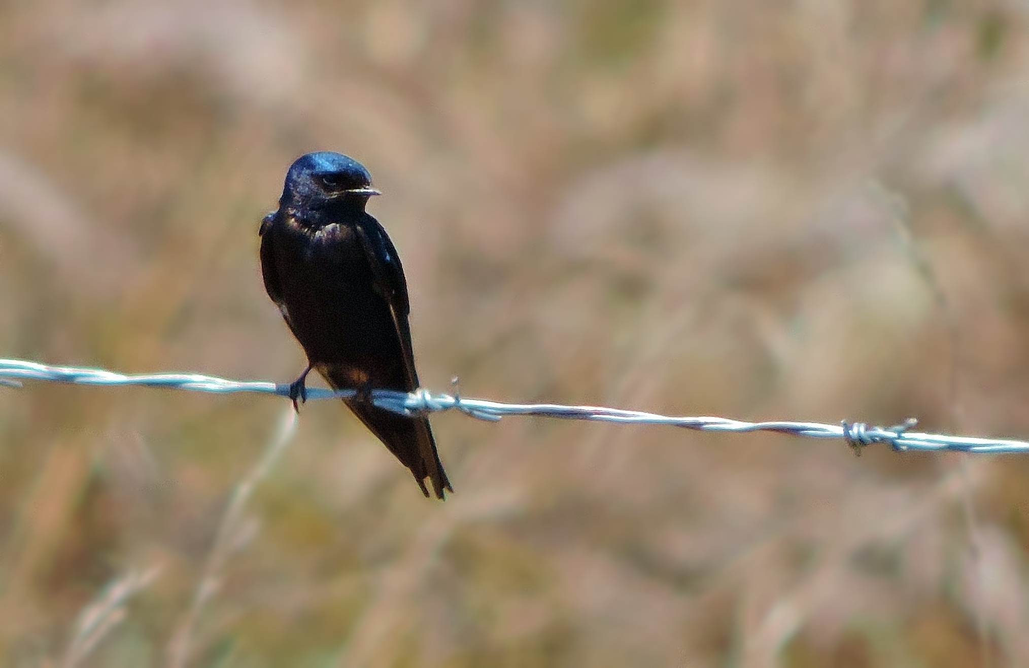 Blue Swallow (Hirundo atrocaerulea), photo 3