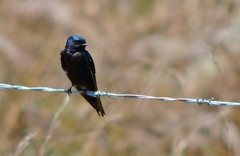 Hirundo atrocaerulea