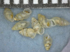 Carychium occidentale