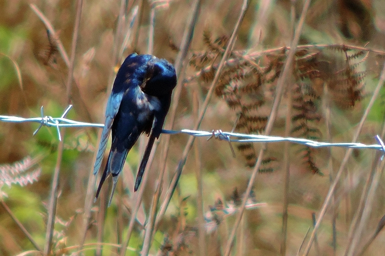 Blue Swallow (Hirundo atrocaerulea), photo 4