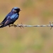 Blue Swallow - Photo (c) i_c_riddell, some rights reserved (CC BY), uploaded by i_c_riddell