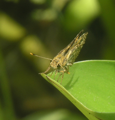 Ampittia dioscorides
