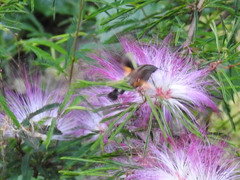 Macroglossum passalus