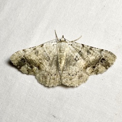 Aeolochroma quadrilinea