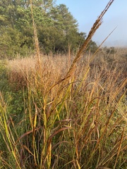 Sorghinae