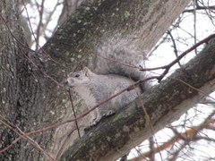Sciurus niger cinereus