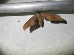 Marumba cristata bukaiana