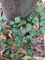 Glechoma hederacea