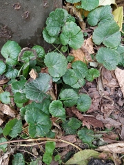 Glechoma hederacea