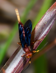 Trogomorpha trogiformis