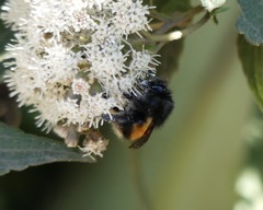 Bombus butteli