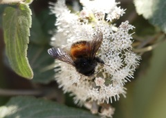 Bombus butteli
