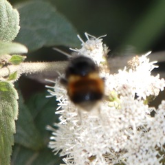 Bombus butteli