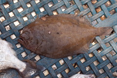 Pseudorhombus oligodon