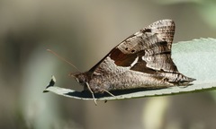 Corades cistene