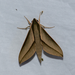 Theretra queenslandi