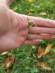 Capsella bursa-pastoris